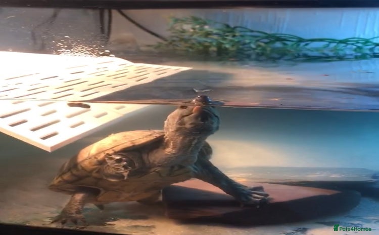 Turtle reptiles - Advert 1