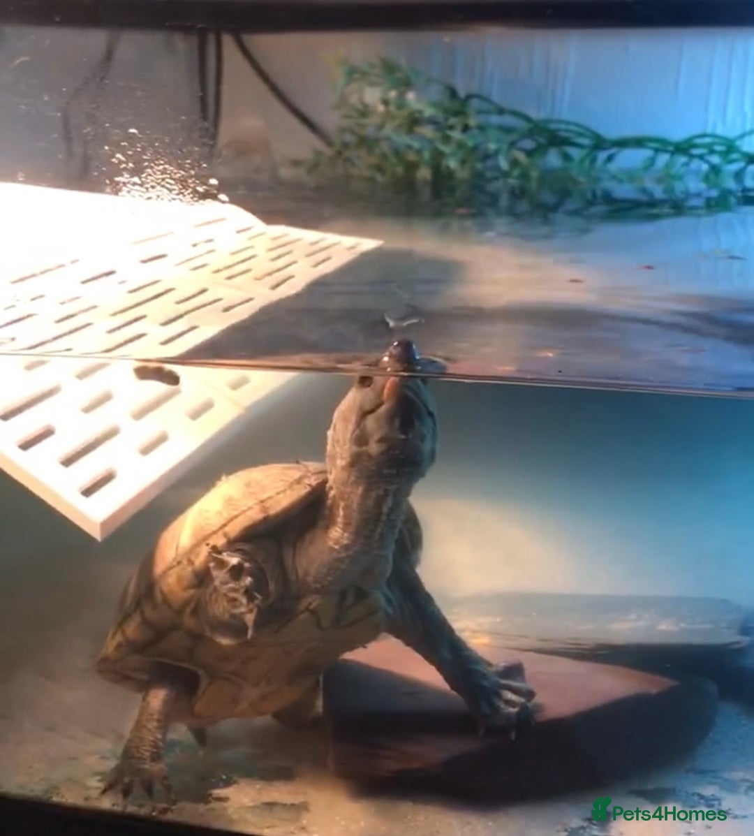 Turtle reptiles for sale: Musk turtles - Image 1