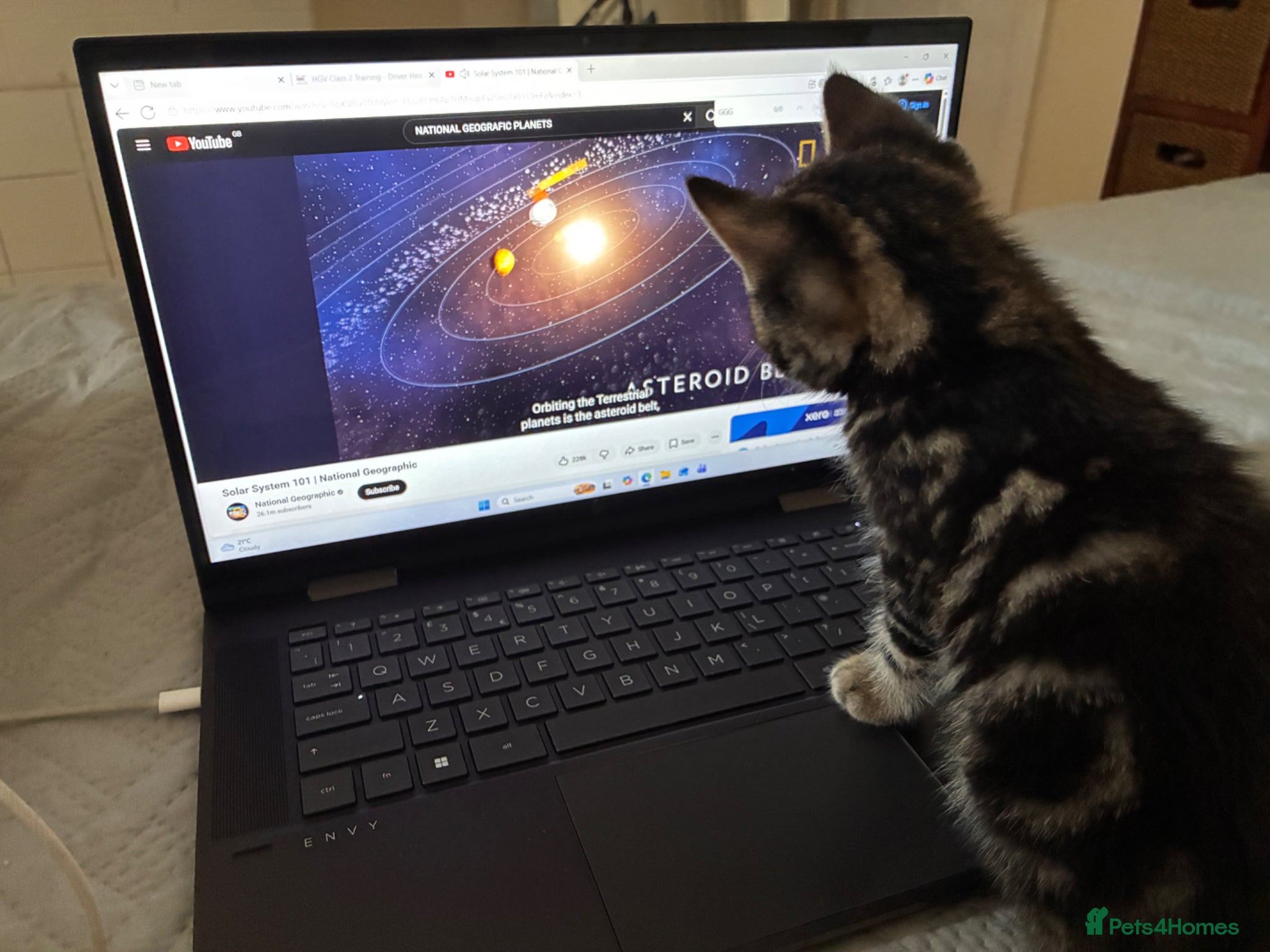 Bombay cats for sale: Mr at home in London - Advert 5