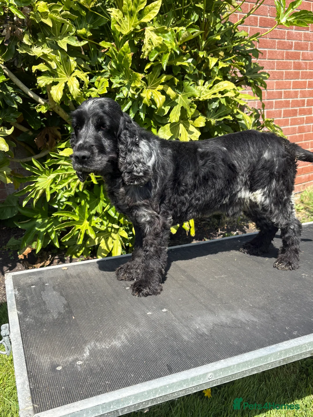 Cocker Spaniel dogs for stud: Health tested show cocker spaniel stud boy  in Southport - Advert 12
