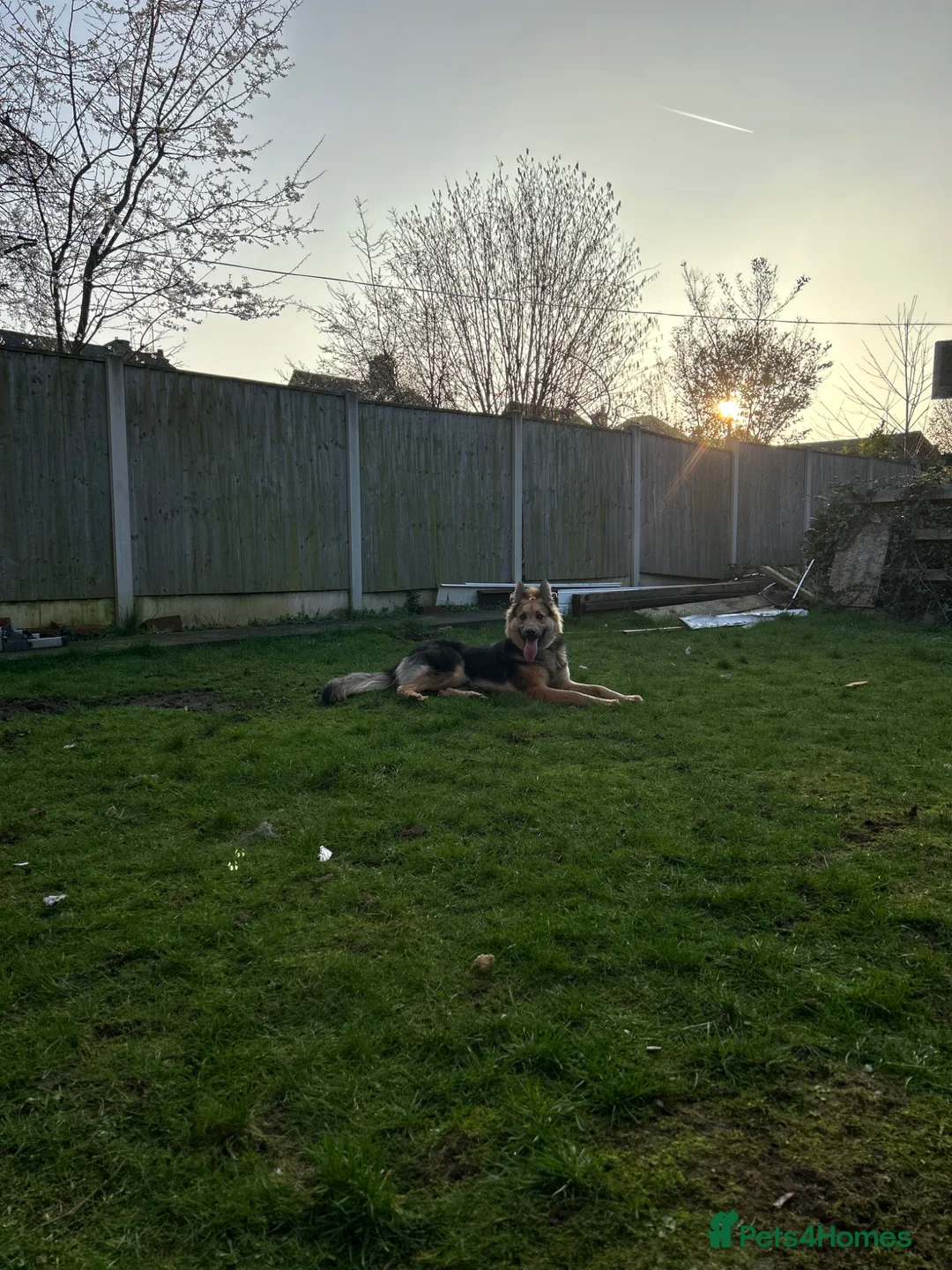 German Shepherd dogs for sale: Male German shepherd  - Advert 4