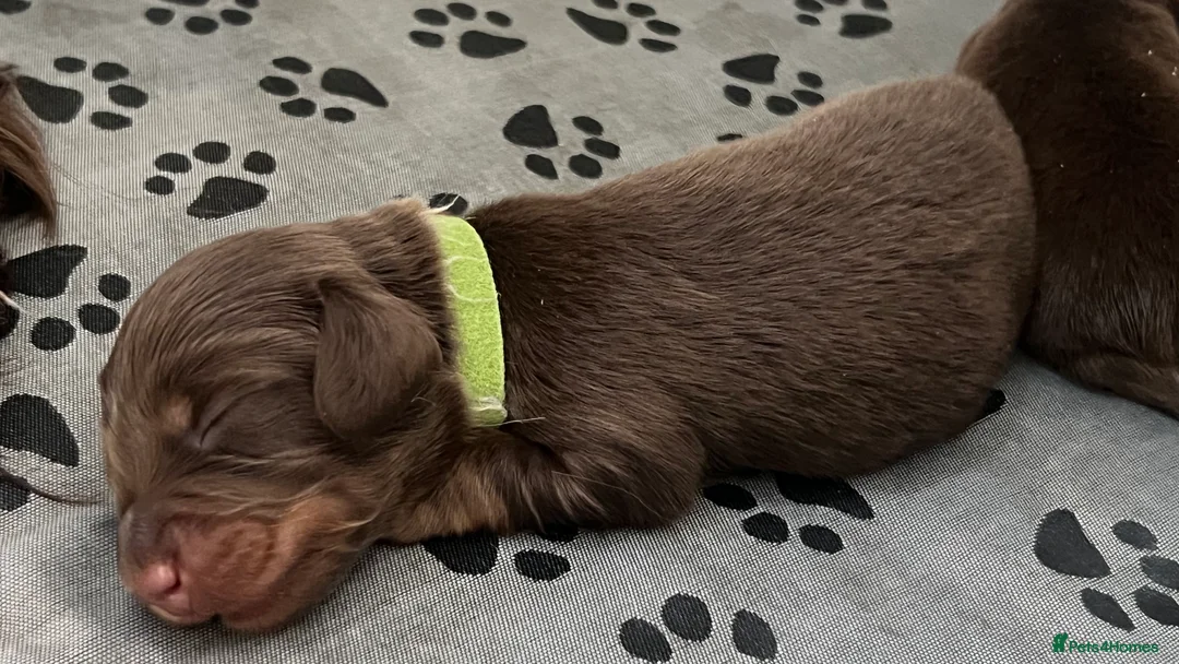 Miniature Dachshund dogs for sale: ⚡️Chocolate Mini Longhair Boys🐶 – Carry Cream - Advert 2