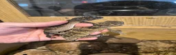 Gecko reptiles for sale: 1.1 Nephrurus asper – Rough Knob-Tailed Gecko | CB - Advert 1