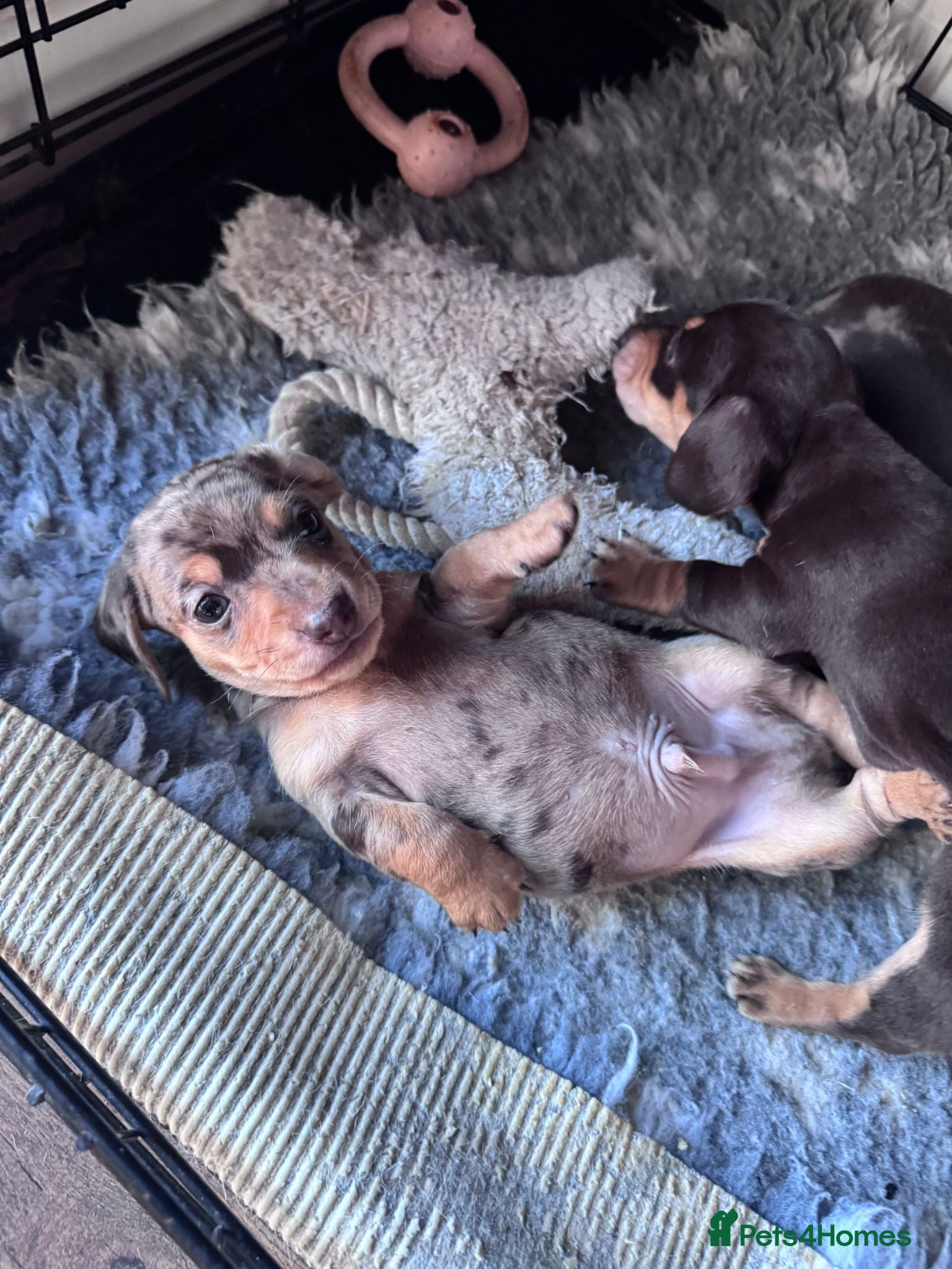 Miniature Dachshund dogs 🐾 Last few remain 🐾 - Advert 4