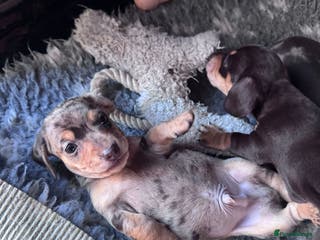 Miniature Dachshund dogs 🐾 Last few remain 🐾 - Advert 15