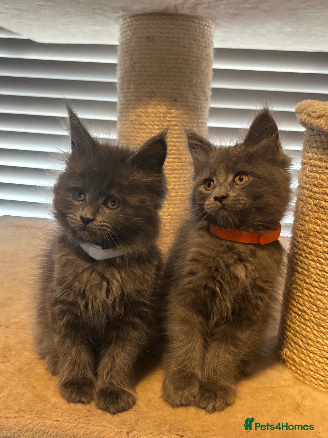 Maine Coon cats for sale: Blue Maine Coon Kittens – Active TICA Registered  - Advert 7