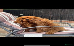Cavapoo dogs for sale: Beautiful cavapoo puppies  - Image 5
