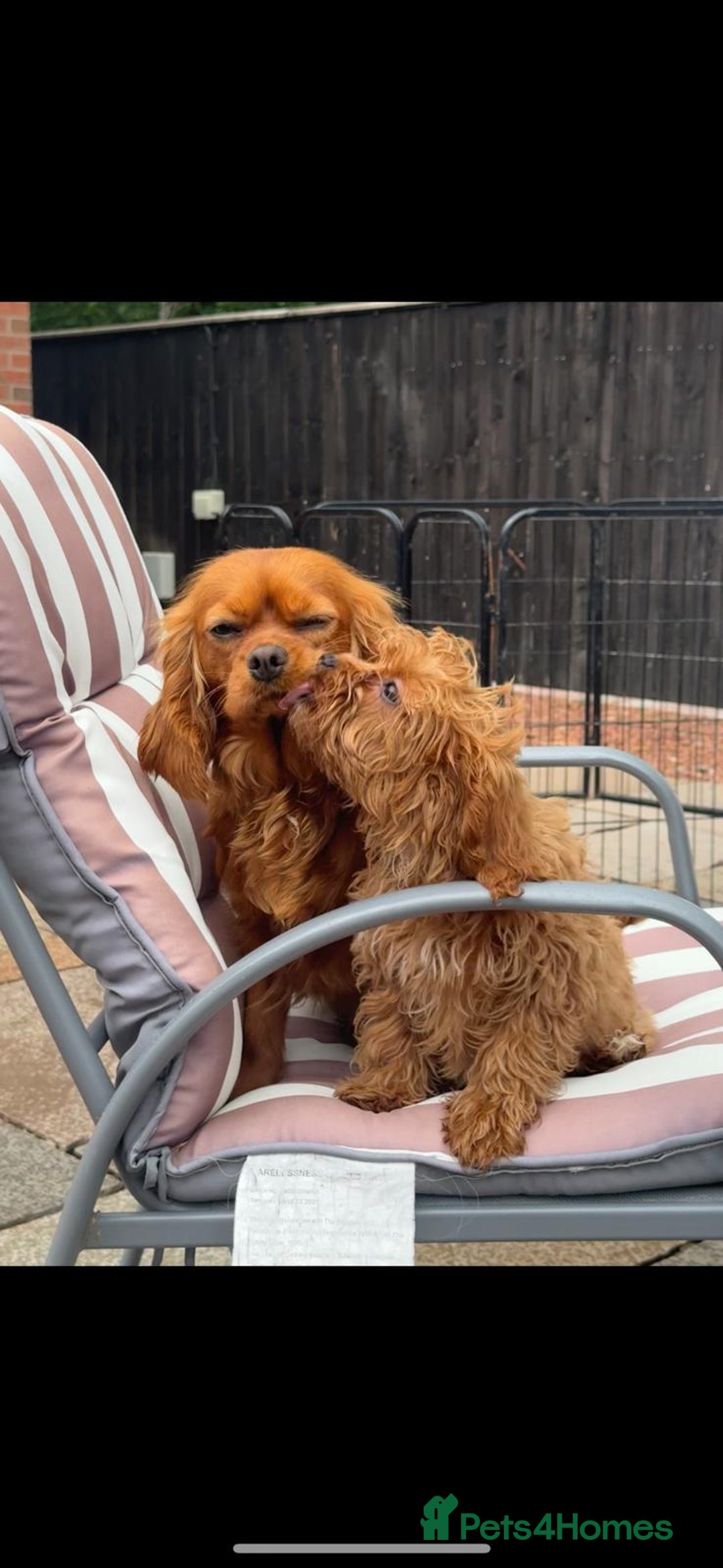 Cavapoo dogs for sale: Beautiful cavapoo puppies  - Image 5