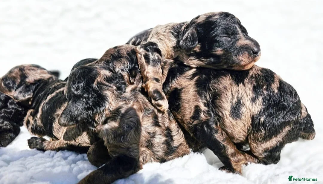 Cockapoo dogs for stud: Red f1b cockapoo health tested stud  in Swindon - Advert 10
