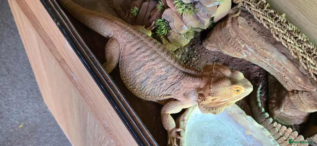 Bearded Dragon reptiles for sale: Bearded dragon in Dumbarton - Advert 1