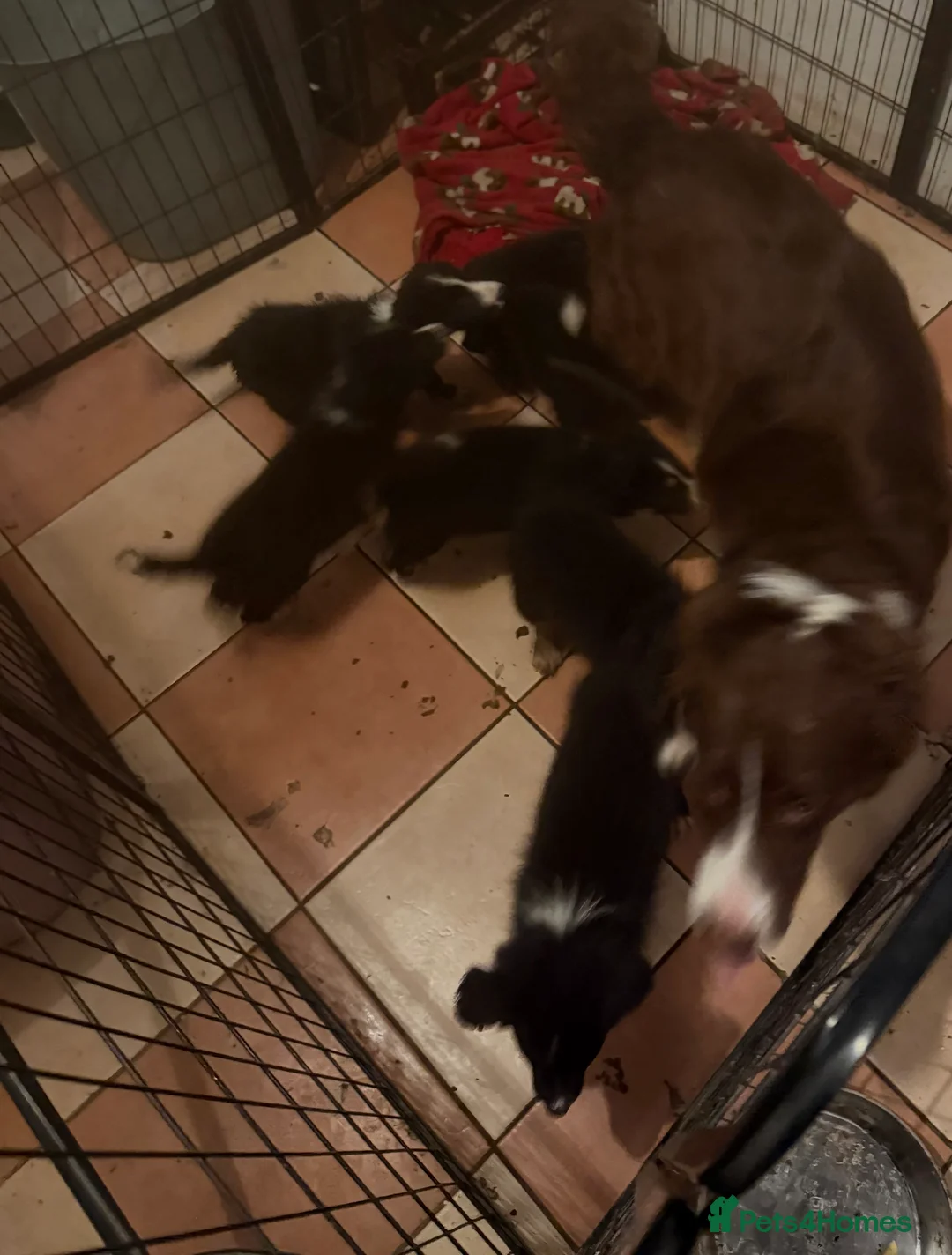 Border Collie dogs for sale: Border collie puppies  - Advert 1