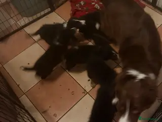 Border Collie dogs Border collie puppies - Advert 3