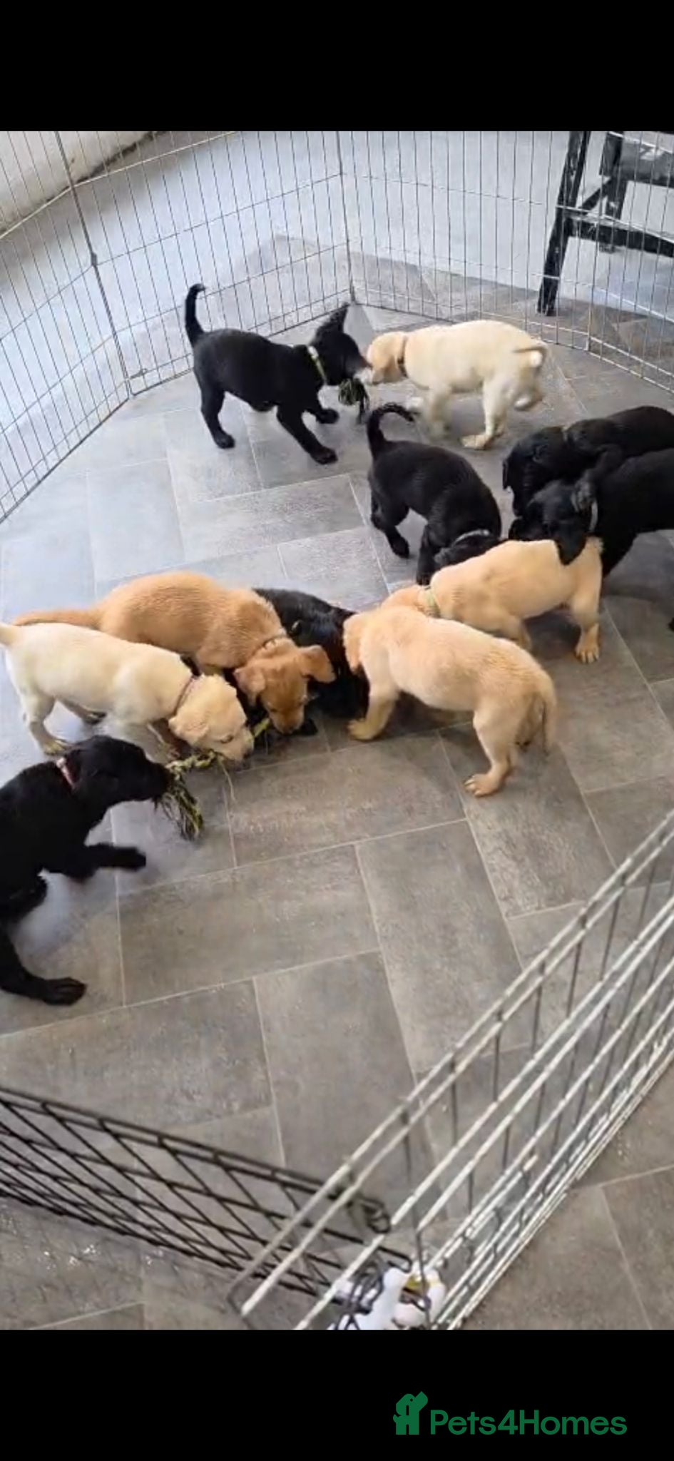 Labrador Retriever dogs Beautiful Labrador Puppies-1 boy & 4 girls remain - Advert 7