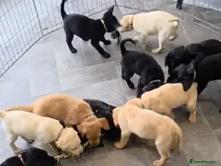 Labrador Retriever dogs Beautiful Labrador Puppies-1 boy & 4 girls remain - Advert 7