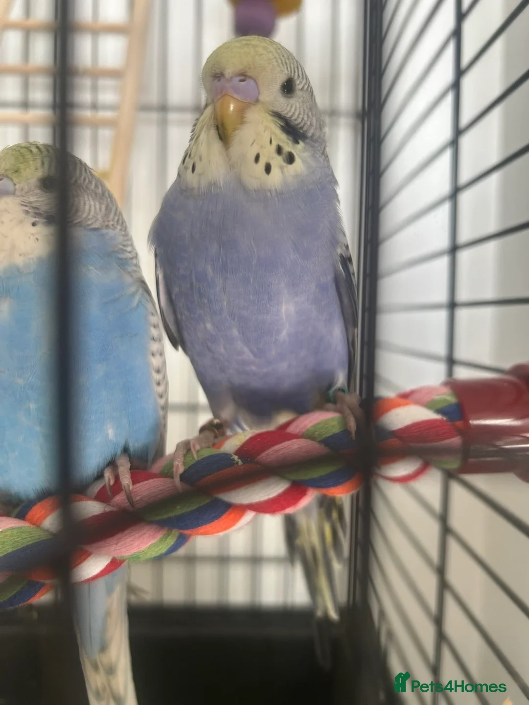 Budgerigars birds for sale: 4 budgies with cage  in Stone - Advert 2