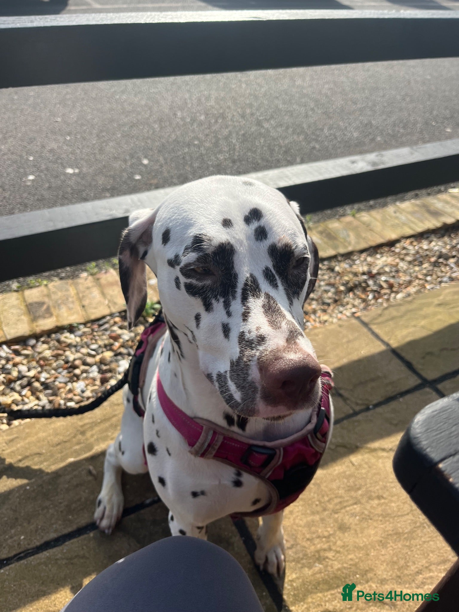 Dalmatian dogs Sove the saracen stud needed - Advert 1