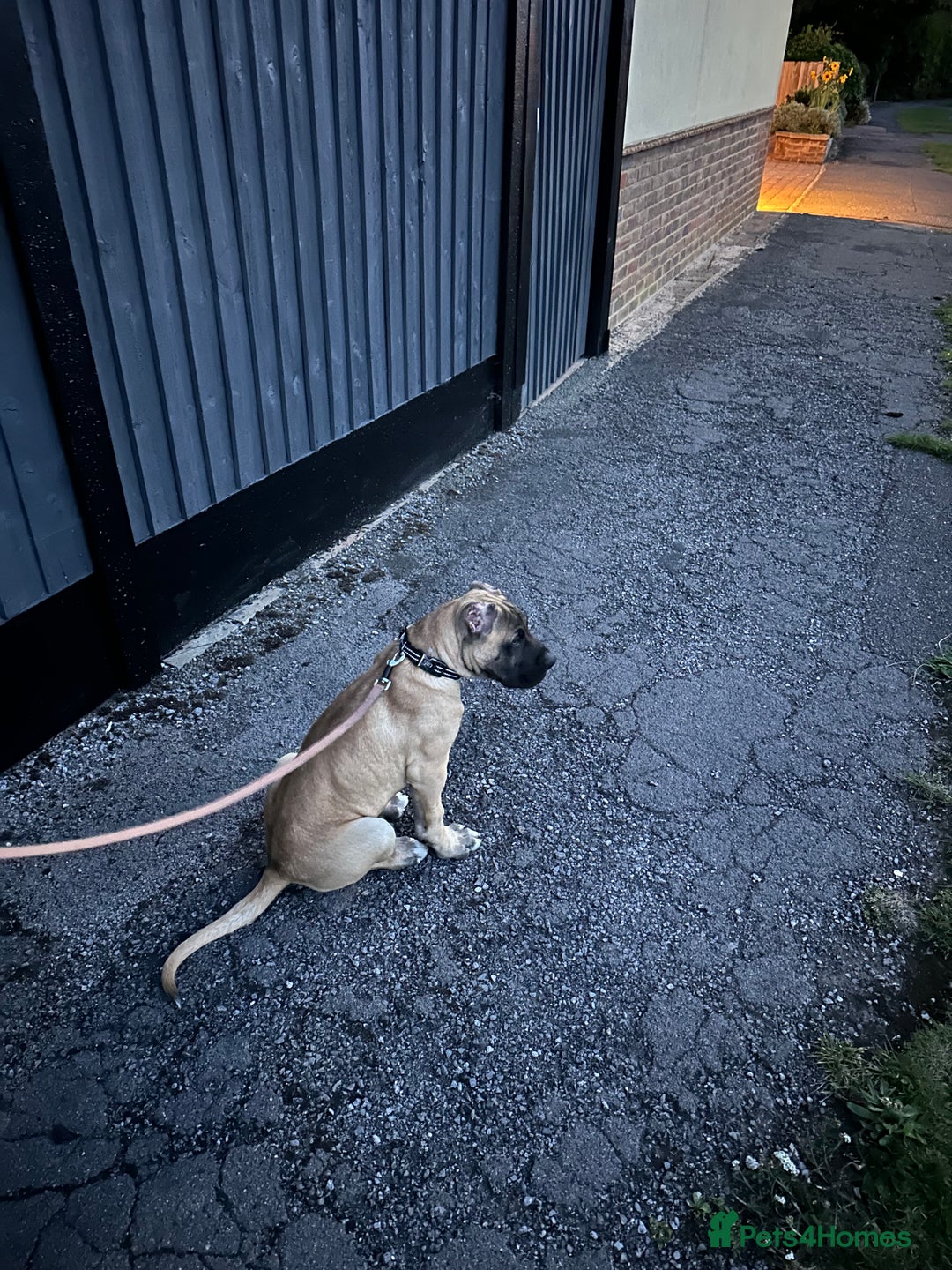 Presa Canario dogs for sale: Presa Canario Puppy  - Image 2