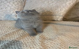 British Shorthair cats for sale: Gccf reg blue bsh kittens active - Image 25