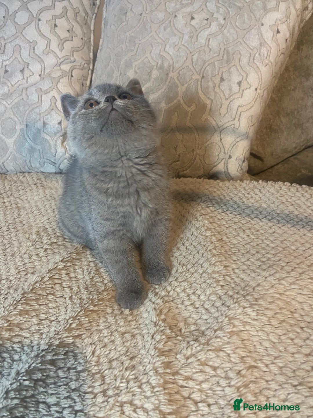 British Shorthair cats for sale: Gccf reg blue bsh kittens active - Image 25