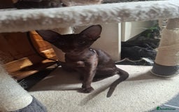 Oriental cats for sale: Stunning oriental kittens  - Image 2