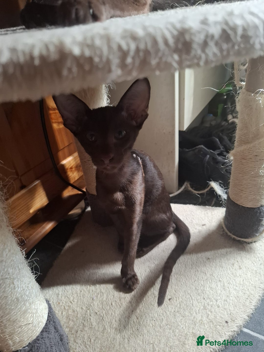 Oriental cats for sale: Stunning oriental kittens  - Image 2