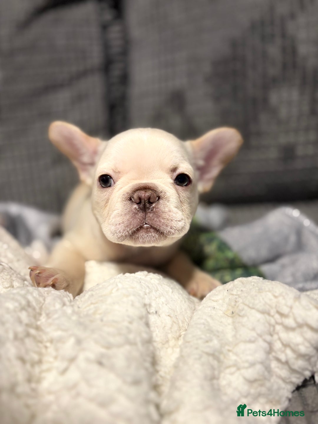 French Bulldog dogs for sale: REDUCED Ready to leave Kc reg Frenchie🐾 - Advert 31