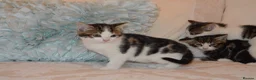 Mixed Breed cats for sale: 4 Beautiful Gentle Kittens for Sale - Advert 8