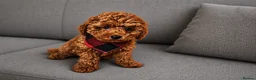Toy Poodle dogs for sale: Red toy poodle 🐩  - Advert 4