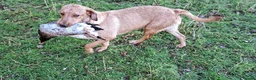 Labrador Retriever dogs for sale: Thistlerun vixen fully trained gundog  - Advert 2