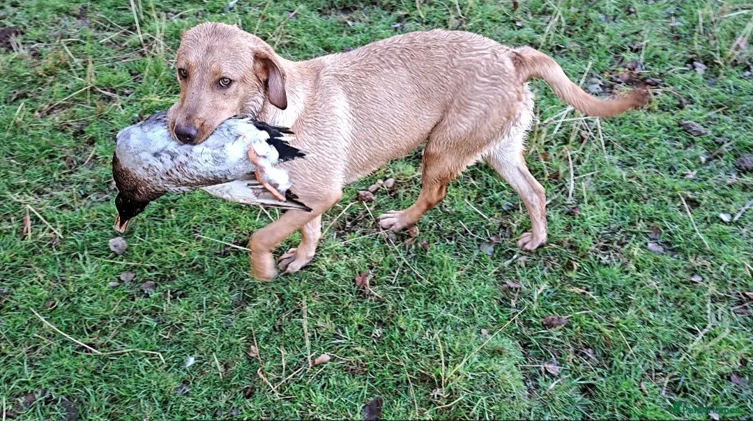 Labrador Retriever dogs for sale: Thistlerun vixen fully trained gundog  - Advert 2