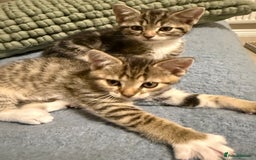 Domestic Shorthair cats for sale: Gorgeous kittens - Image 5