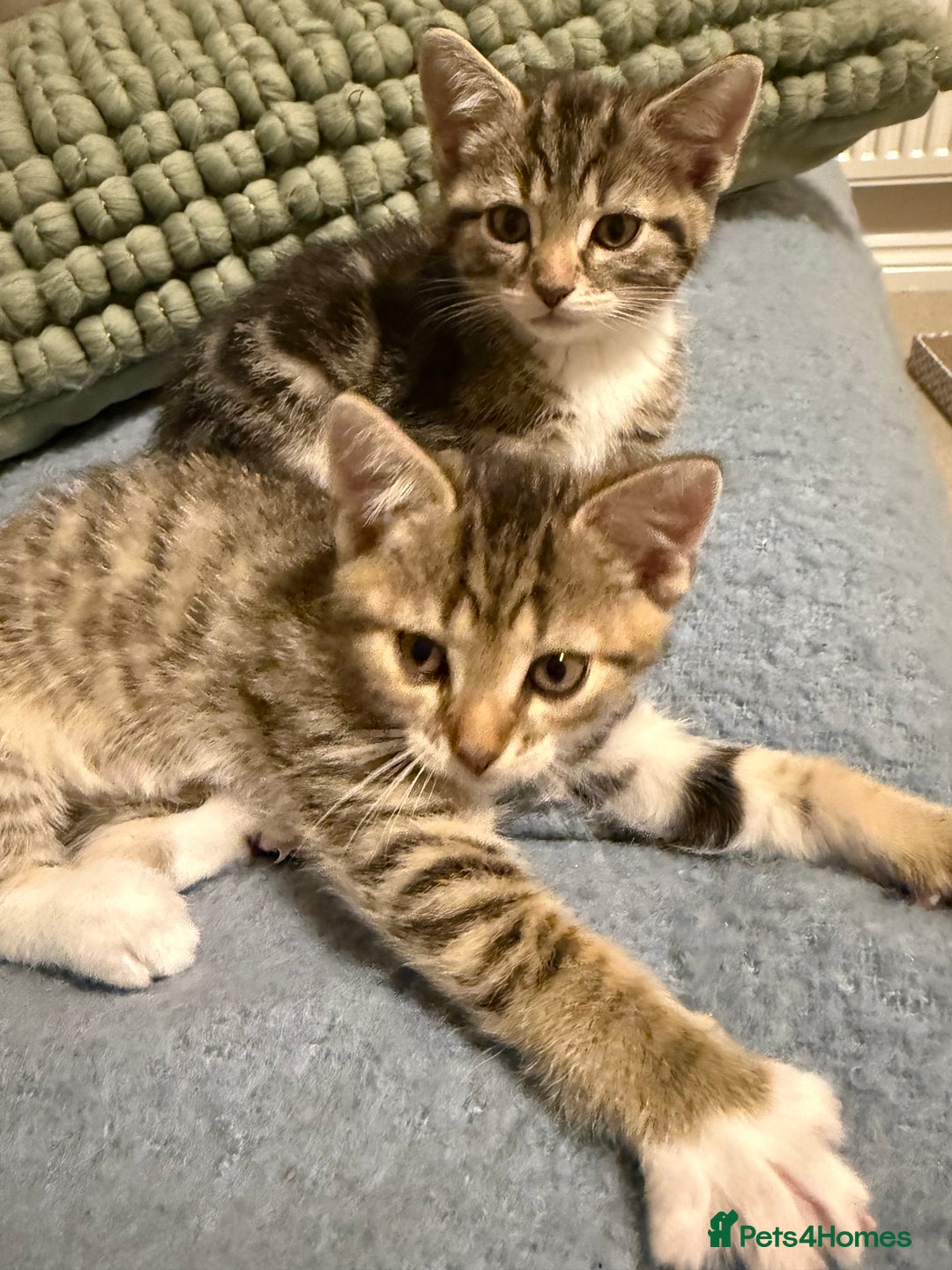 Domestic Shorthair cats for sale: Gorgeous kittens - Image 5