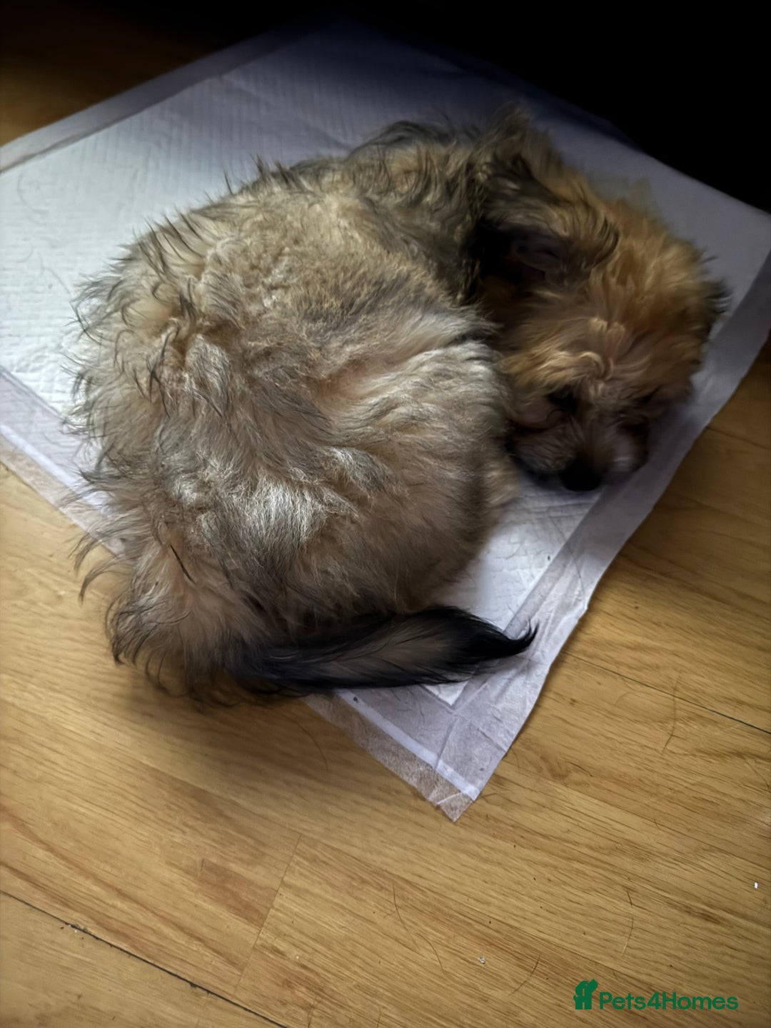 Mixed Breed dogs for sale: Rehoming for nice puppy  - Image 3