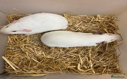 Guinea Pig rodents for sale: 2 Baby Female Guinea Pigs  - Image 2