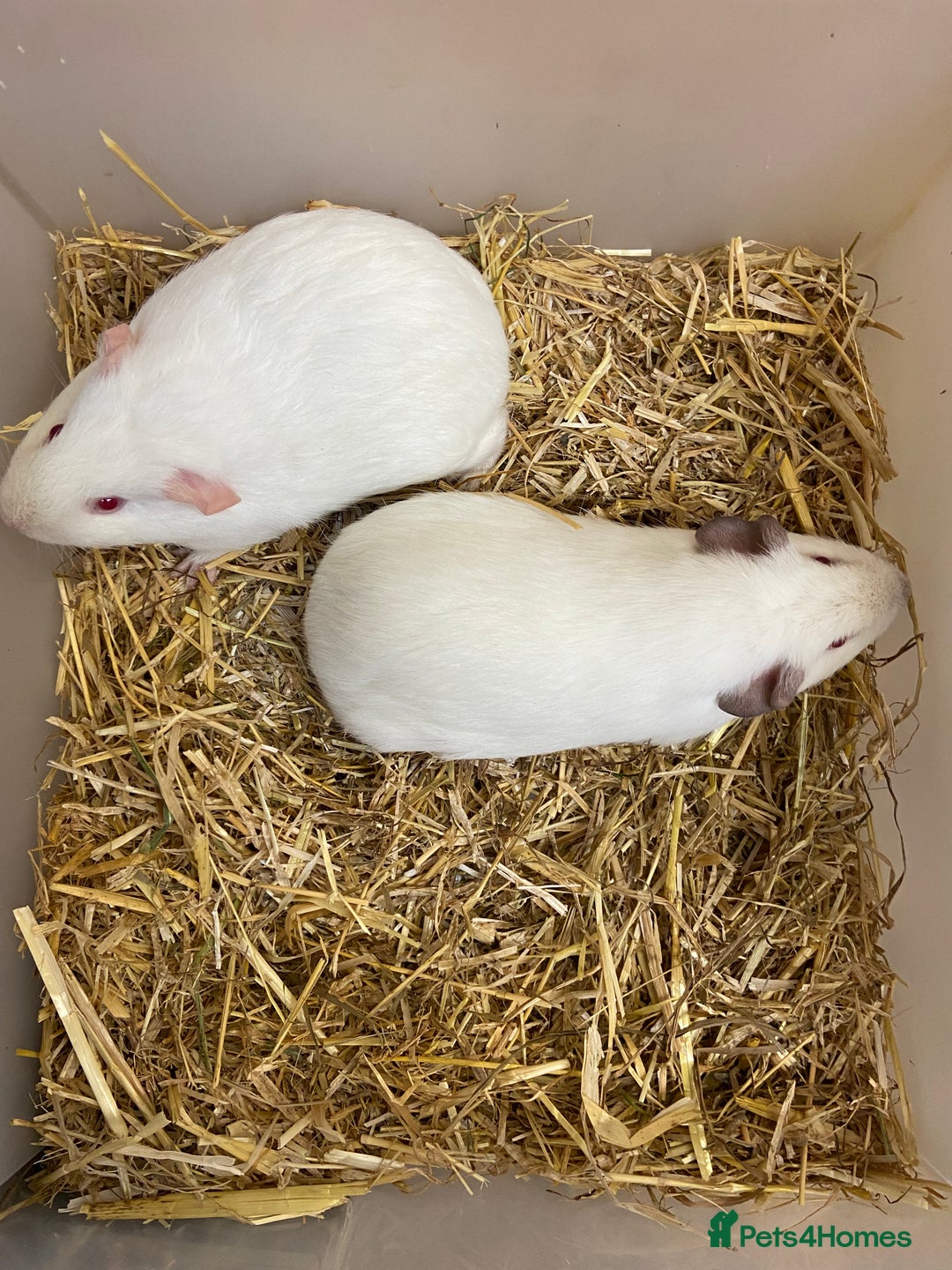 Guinea Pig rodents for sale: 2 Baby Female Guinea Pigs  - Image 2