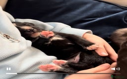 Lurcher dogs for sale: Beautiful lurcher puppies  - Advert 4