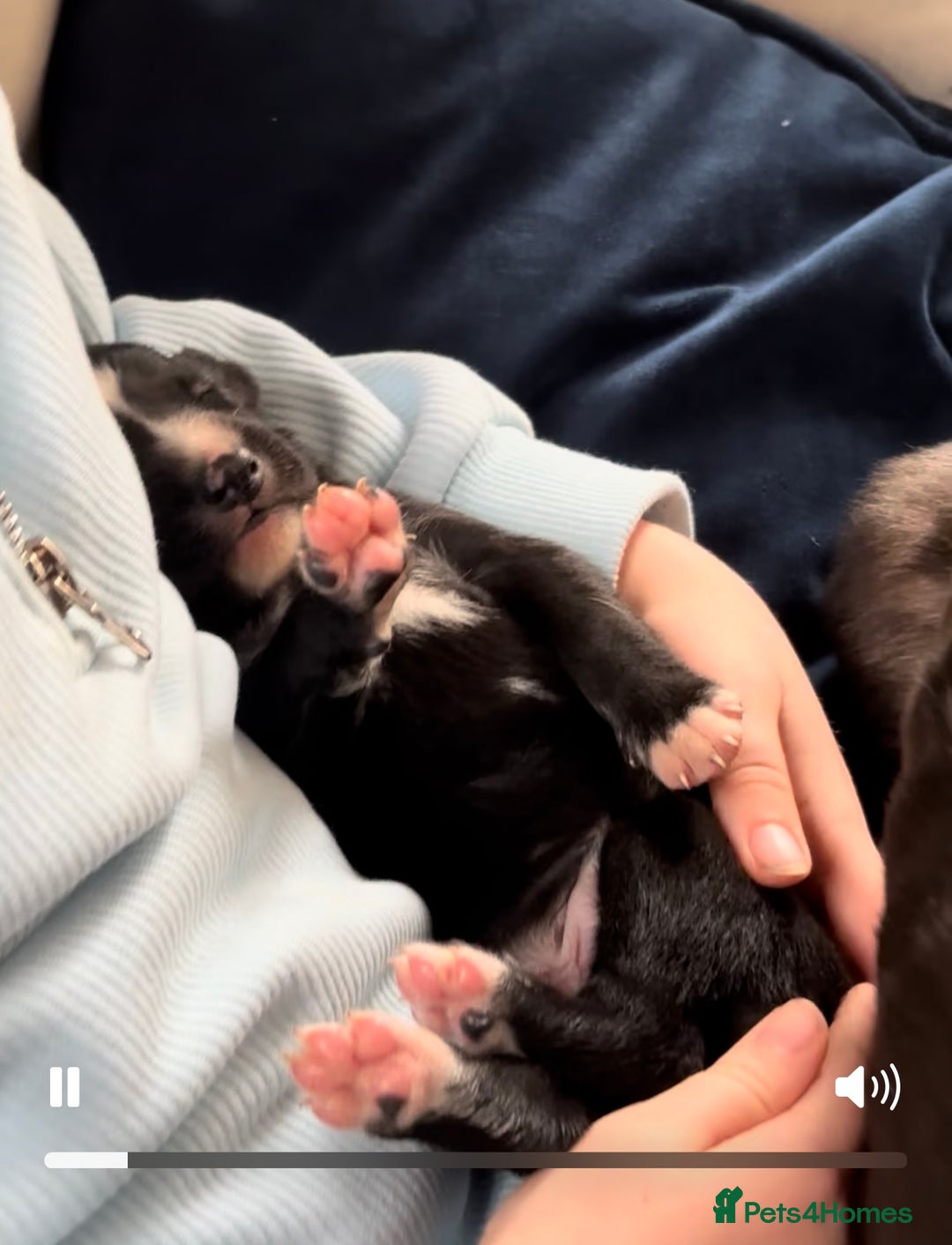 Lurcher dogs for sale: Beautiful lurcher puppies  - Advert 4