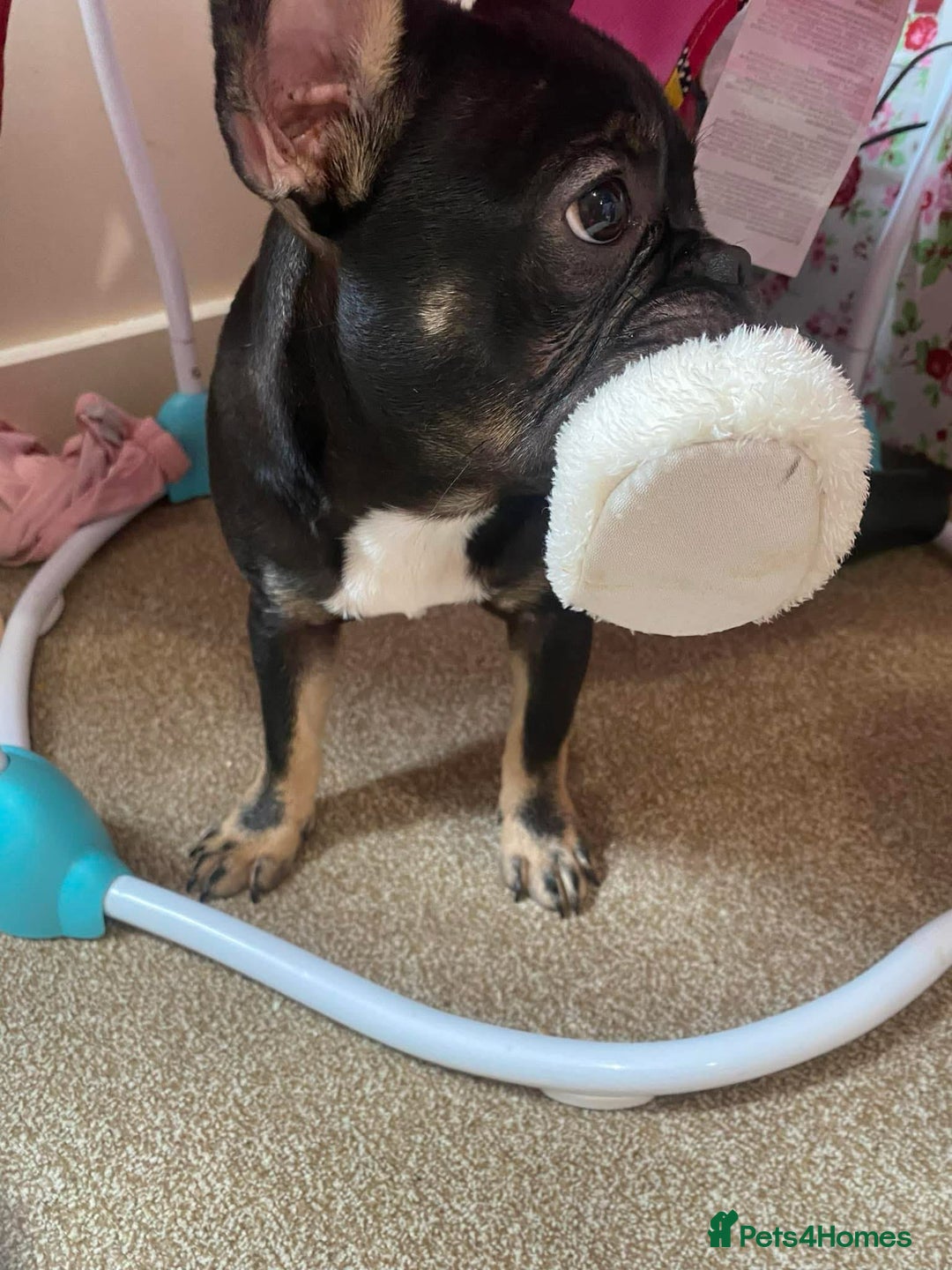 French Bulldog dogs for sale: Last boy for sell needs his forever home  - Image 4