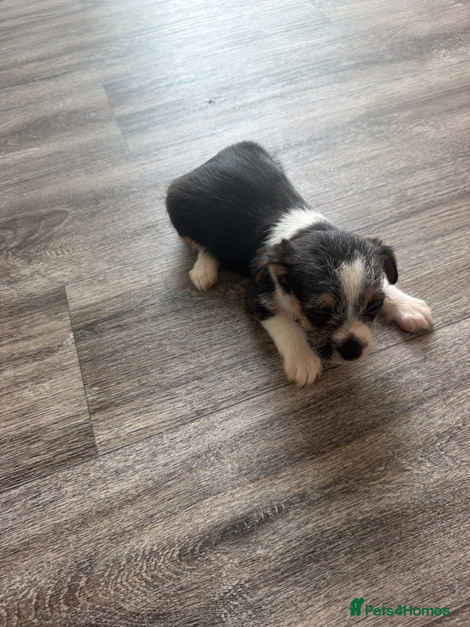 Mixed Breed dogs 4 beautiful shitzu puppy’s for sale  - Advert 2