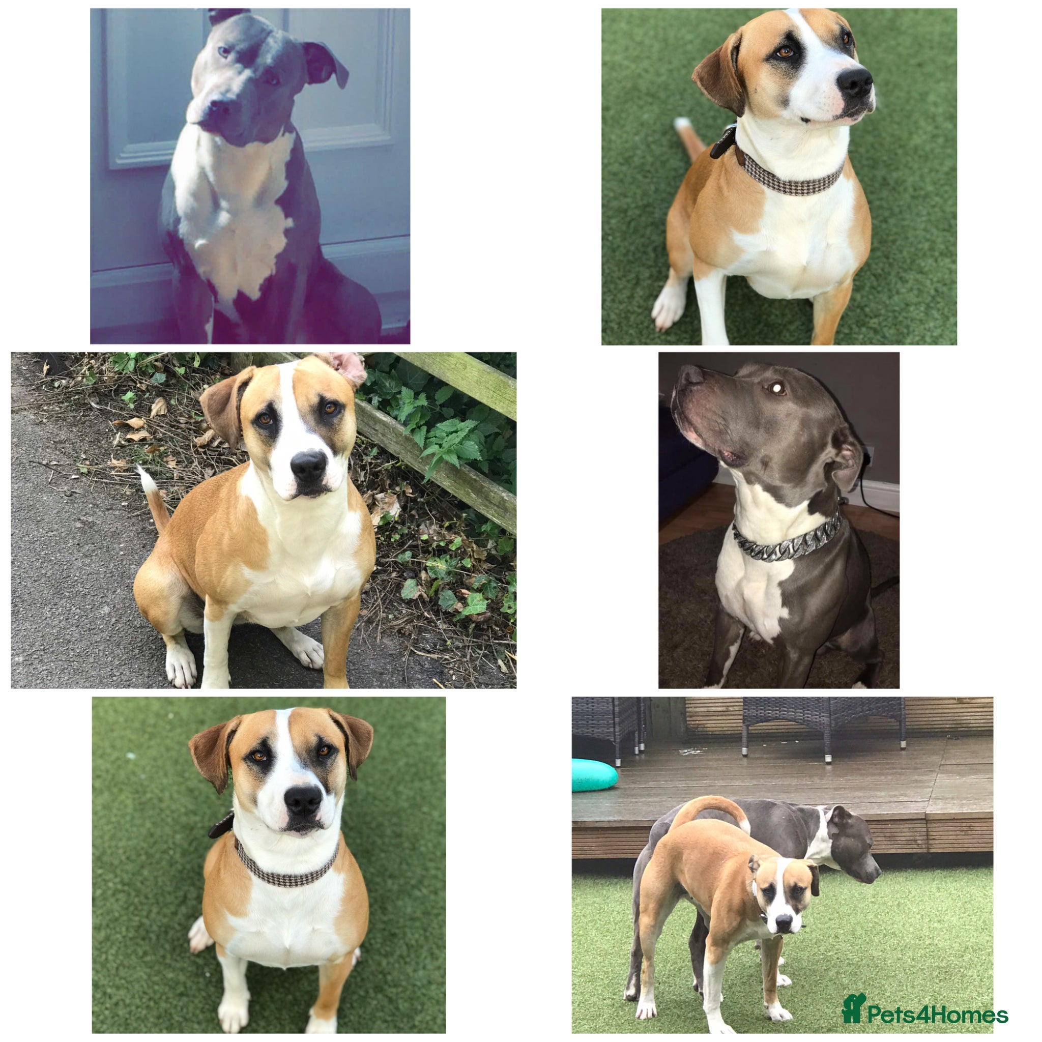 Mixed Breed dogs for sale: Last two puppies  remaining  - Advert 4