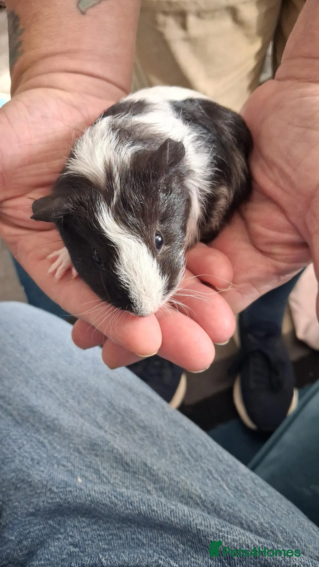 Guinea Pig rodents for sale: Guinea pigs - Advert 2