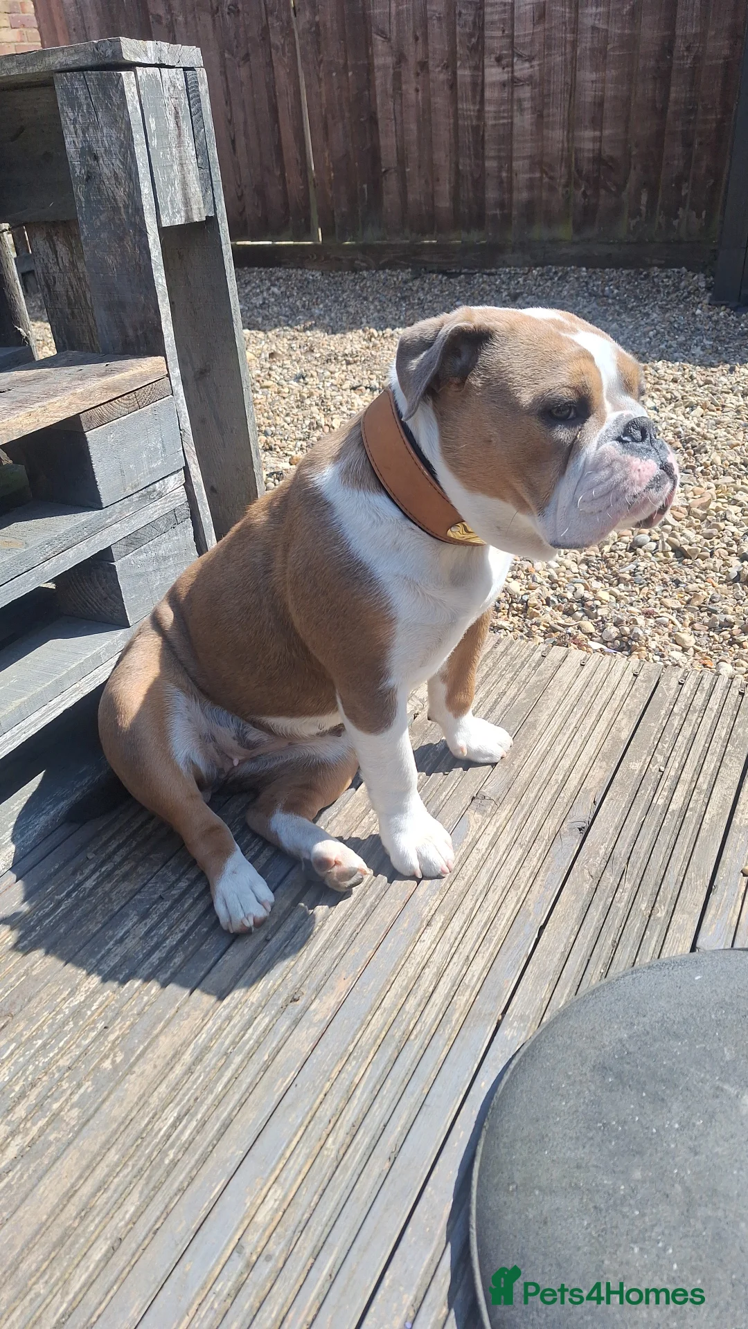 English Bulldog dogs for sale: Bull dog winnie  - Advert 6