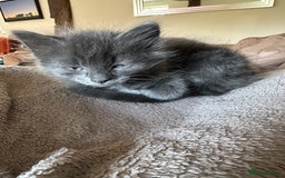 Mixed Breed cats for sale: Well socialised kittens - Image 4