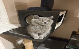 British Shorthair cats for sale: Rare Coloured British Shorthair kittens - Image 37