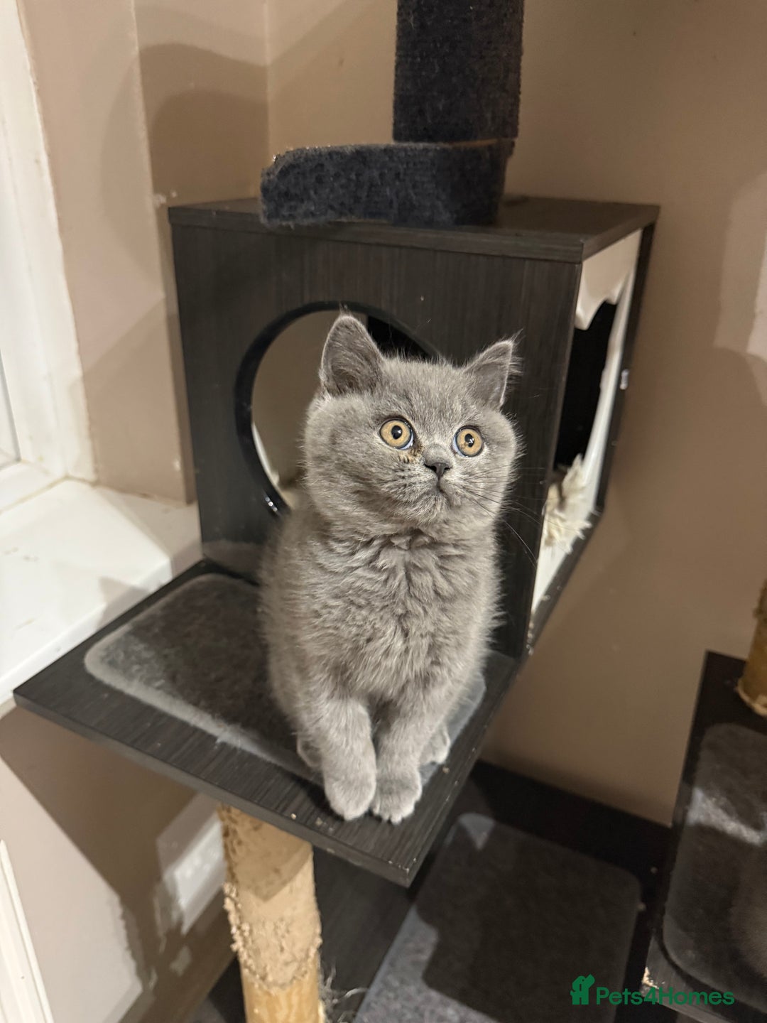 British Shorthair cats for sale: Rare Coloured British Shorthair kittens - Image 37