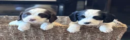 Cocker Spaniel dogs for sale: 🐾 Beautiful Working KC Cocker Spaniel Puppies 🐾 - Advert 5