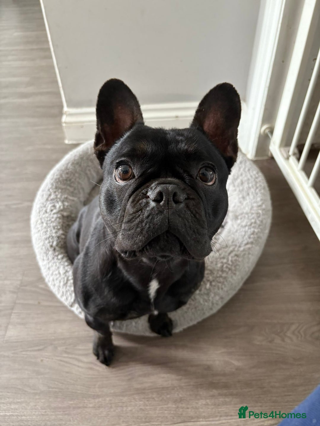 French Bulldog dogs for sale: French bulldog puppies - Advert 2