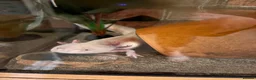 Axolotl reptiles for sale: X2 Axolotls & whole setup  - Advert 6