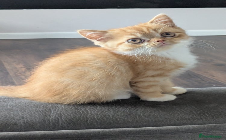 Persian cats - Advert 4
