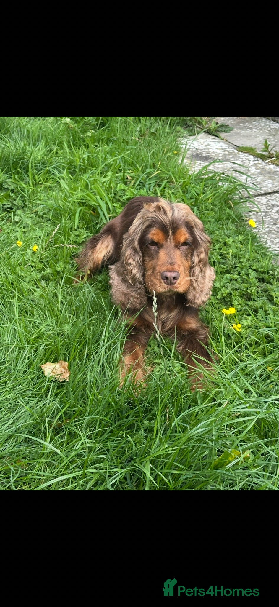 Cockapoo dogs 🌟5 star licenced breeder🌟 - Advert 2